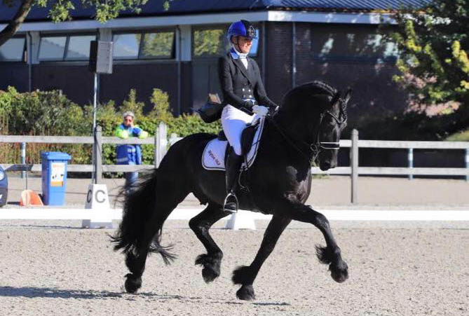 Beautiful Friesian Horse - Wytse 462 Sport-Elite